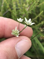 Alepidea attenuata