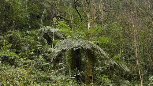 Spiny Tree Fern