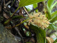 Xylobium leontoglossum