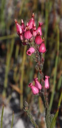 Image of Erica supranubia by (c) Tony Rebelo, some rights reserved (CC BY-SA)