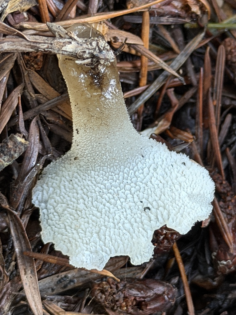 Pseudohydnum gelatinosum · January 2026 · photo: © aheyman1 (iNaturalist, cc0)