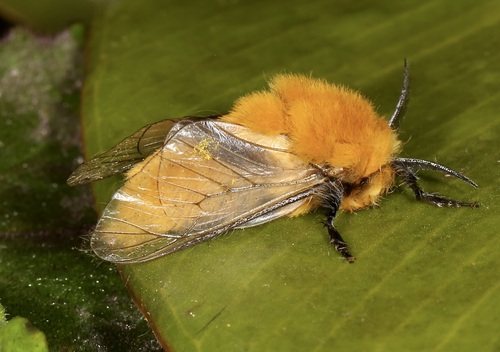 Megalopyge trossula