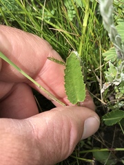 Alepidea attenuata