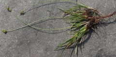 Carex concinna
