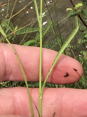 Alepidea attenuata