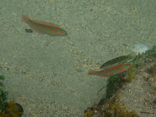 African coris (Coris atlantica) — Labridae — 3