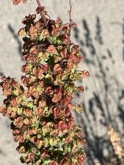 Rumiceae