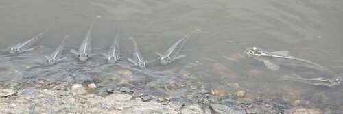 Foureye (Anableps anableps) — Anablepidae — 5