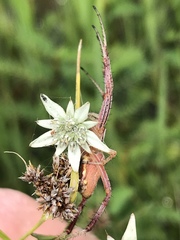 Alepidea attenuata
