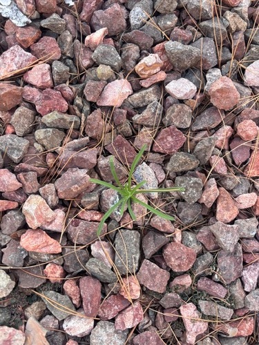Squareseed Spurge