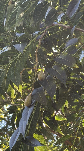 Cedrela odorata observed 2026-01-25