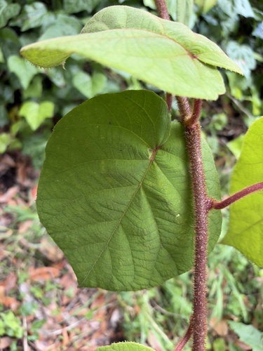 Actinidia deliciosa
