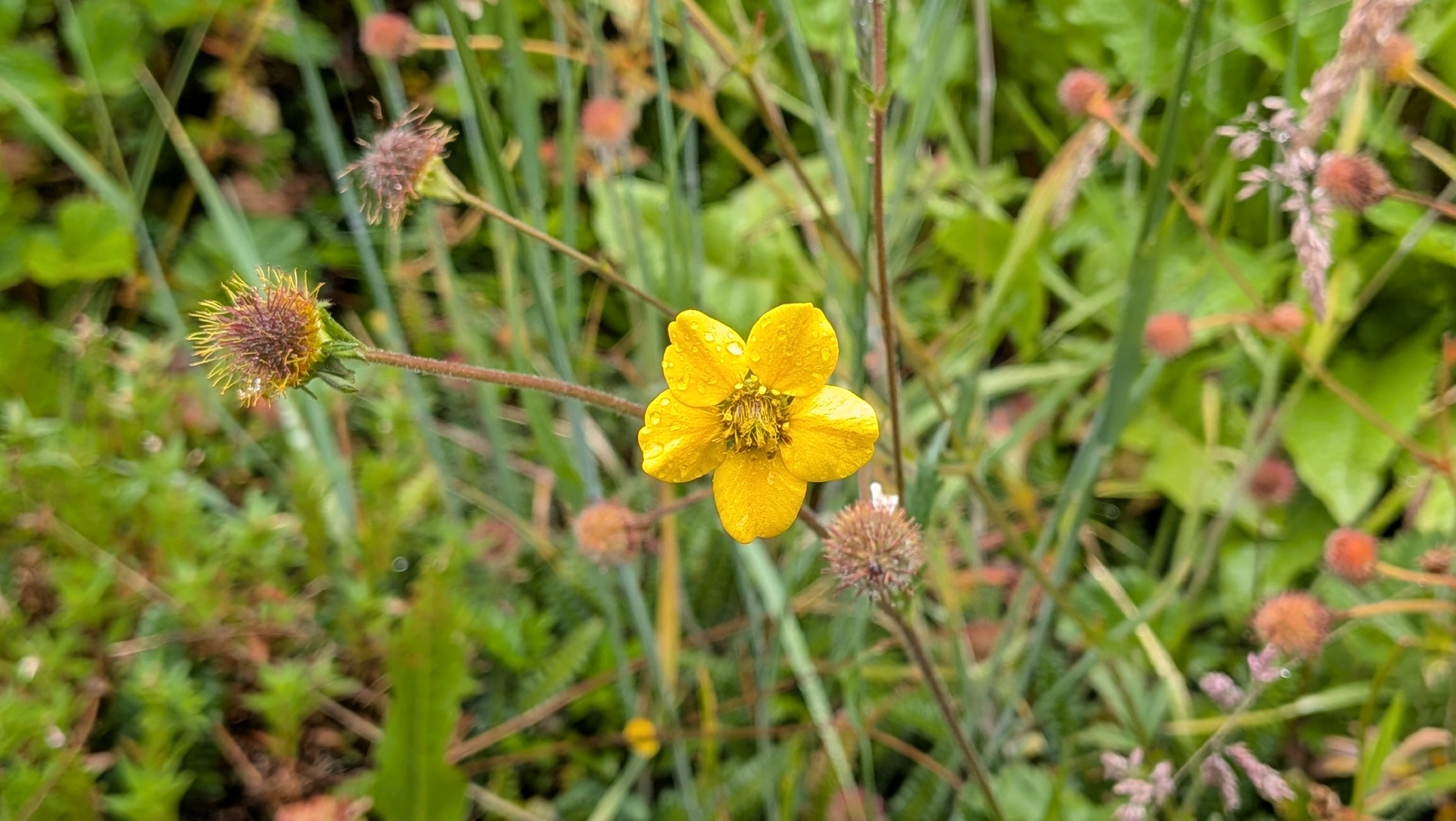 Imagem de Geum magellanicum