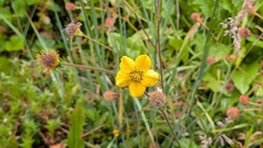 Geum magellanicum, photograph (c) Lauren L., some rights reserved (CC BY)