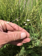 Alepidea attenuata