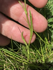 Alepidea attenuata