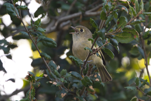 Hutton's Vireo (Vireo huttoni), photo 4
