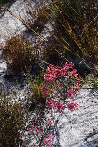 Image of Erica supranubia by (c) Tony Rebelo, some rights reserved (CC BY-SA)