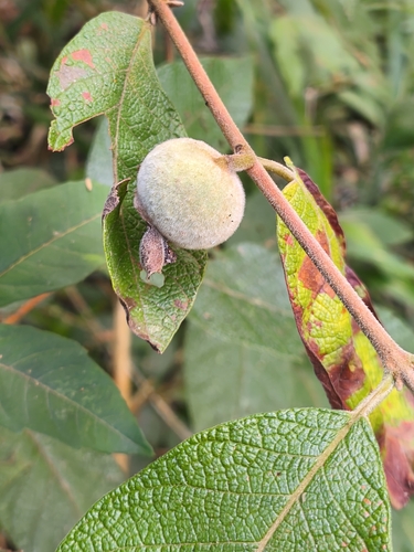 Campomanesia guazumifolia, photograph 6