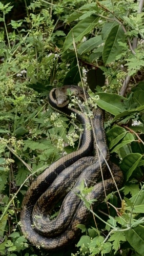 Beauty Ratsnake