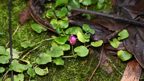 Common Pratia