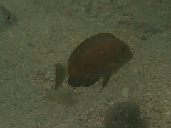 Acanthurus monroviae