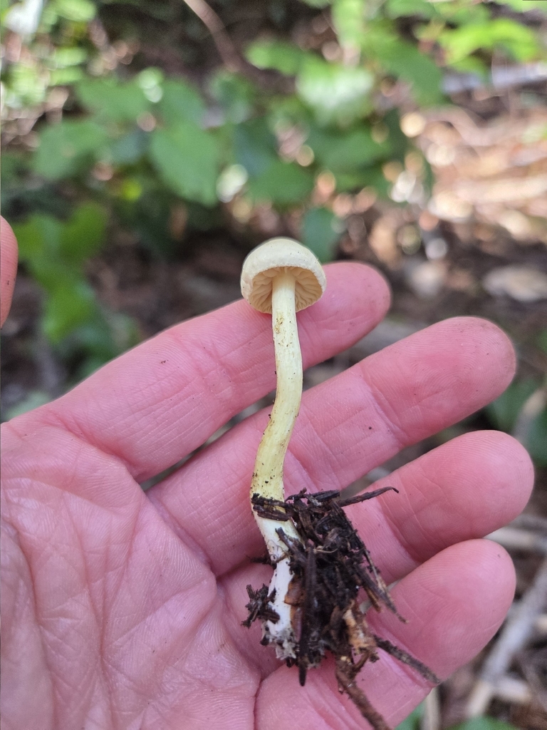 Tricholoma sulphureum