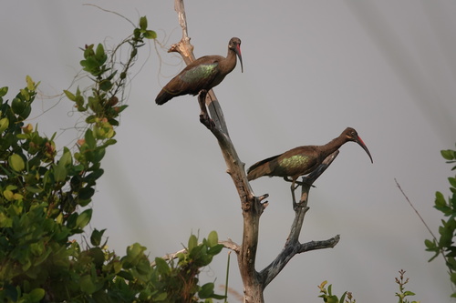 iNaturalist: (c) David F. Fraser, some rights reserved (CC BY-NC), uploaded by David F. Fraser iNaturalist image