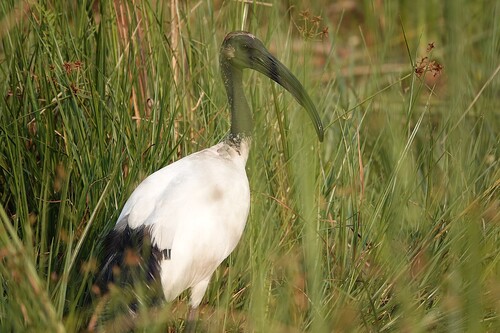 iNaturalist: (c) David F. Fraser, some rights reserved (CC BY-NC), uploaded by David F. Fraser iNaturalist image