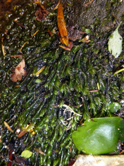 Fissidens rigidulus rigidulus