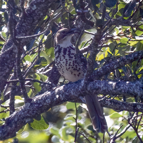Ocellated Thrasher (Toxostoma ocellatum), photo 3