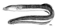 Pacific Shortfinned Eel photo 1