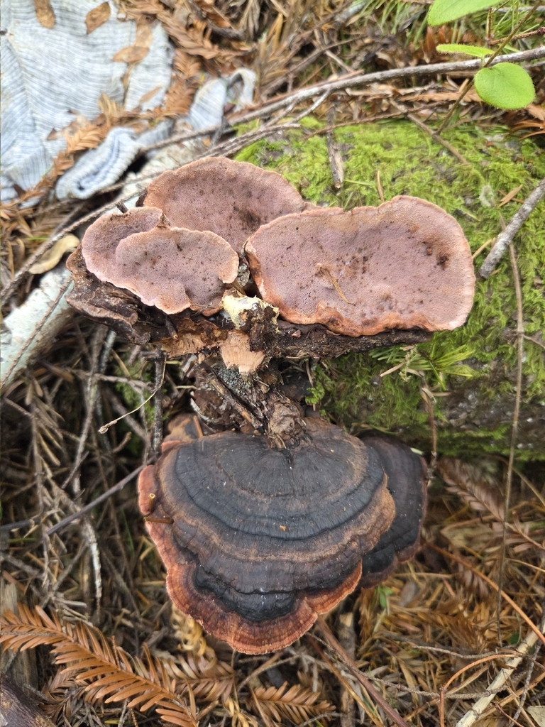 Fomitopsis cajanderi · January 2026 · photo: © mandymushii (iNaturalist, cc-by)