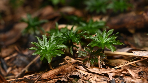 Rhodobryum giganteum