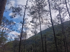author not stated, no rights reserved Pinus occidentalis, photograph author not stated, no rights reserved