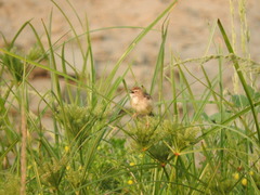 Cisticola juncidis cursitans