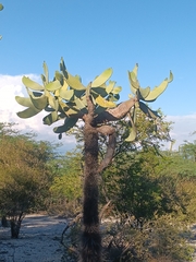 Prickly Pear (Consolea moniliformis)