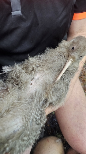 Little Spotted Kiwi (Apteryx owenii)
