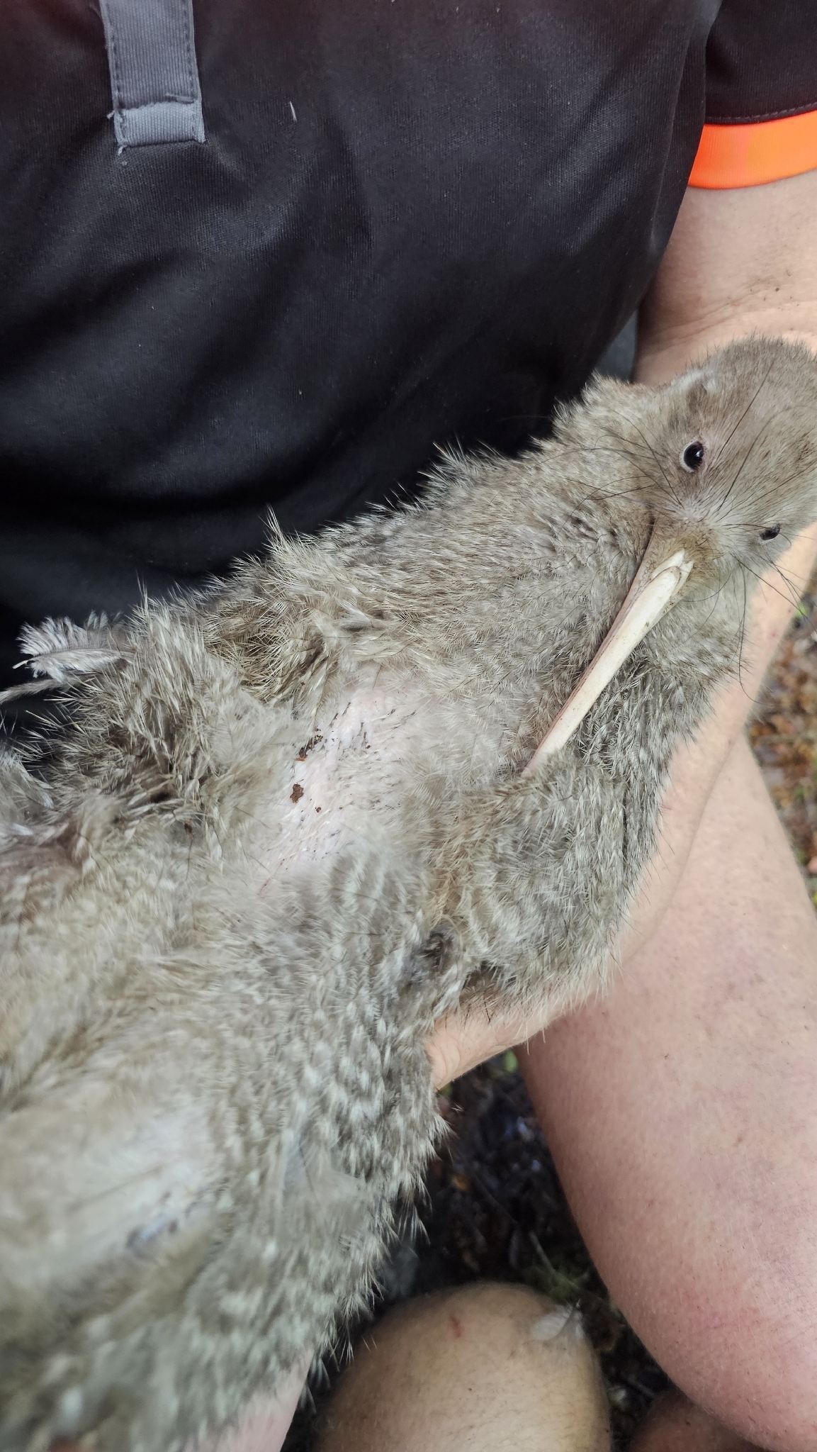 Little Spotted Kiwi (Apteryx owenii), photo 1
