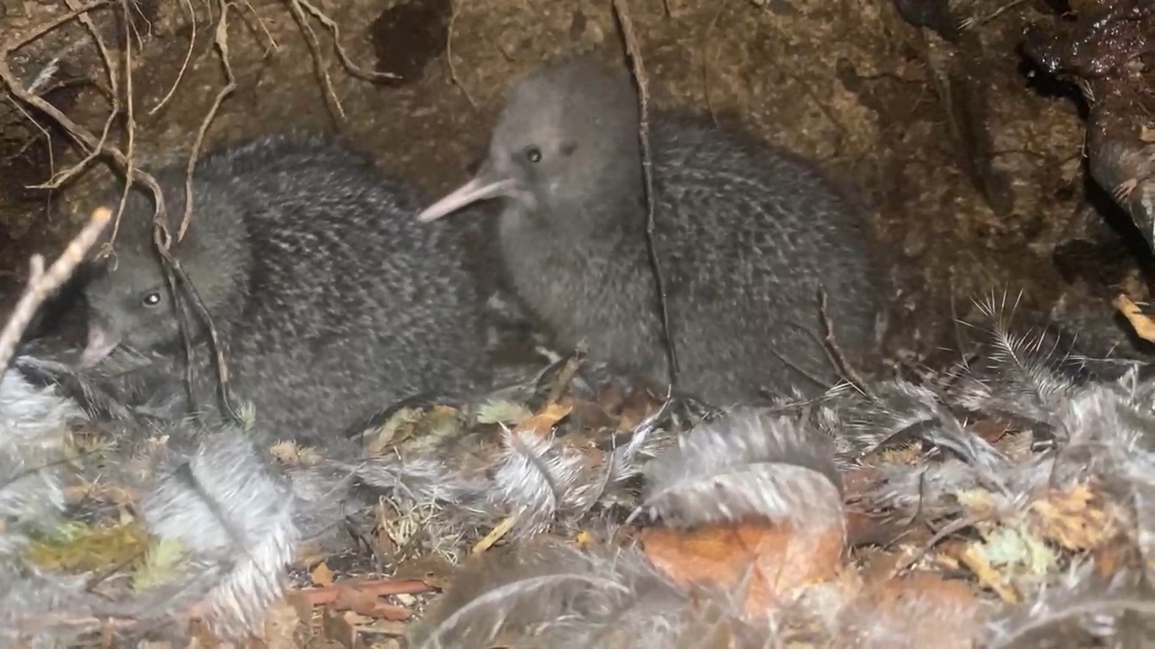 Little Spotted Kiwi (Apteryx owenii), photo 2