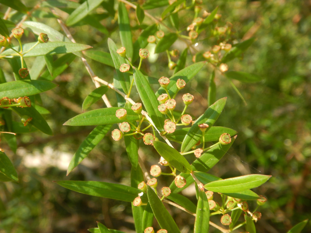 Sannantha pluriflora; photograph (c) Bryce Watts-Parker, some rights reserved (CC BY)