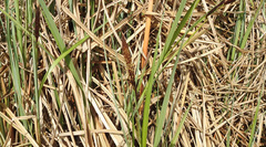 Carex acuta