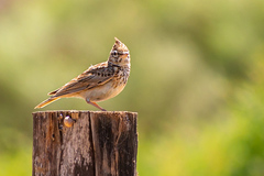 Galerida cristata riggenbachi
