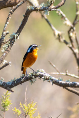 Phoenicurus moussieri