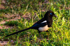 Maghreb Magpie photo 5