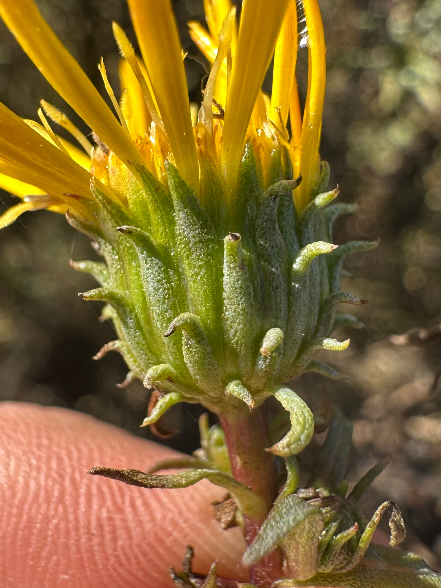Grindelia ×