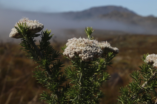 Image of Metalasia muraltiifolia by (c) Tony Rebelo, some rights reserved (CC BY-SA)