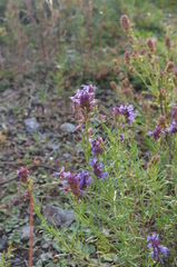 Hyssopus seravschanicus