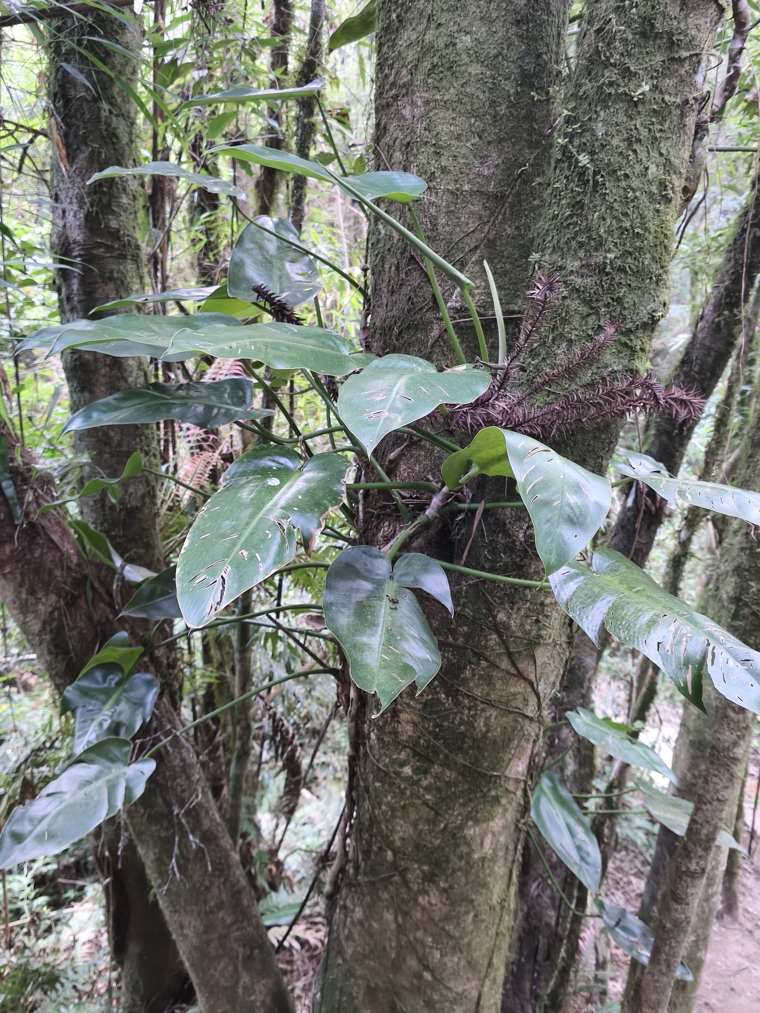 Philodendron meridionale