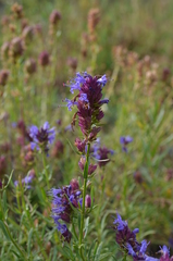 Hyssopus seravschanicus